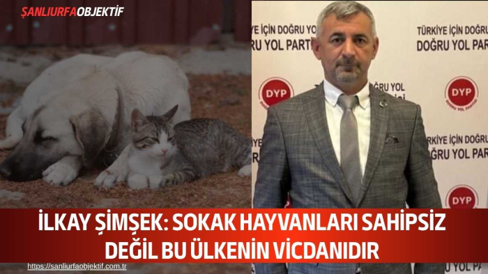 İlkay Şimşek: Sokak Hayvanları Sahipsiz Değil Bu Ülkenin Vicdanıdır